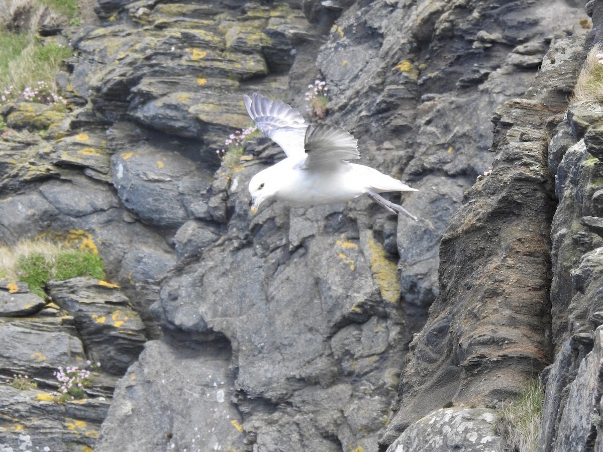 Northern Fulmar - Stephen Bailey