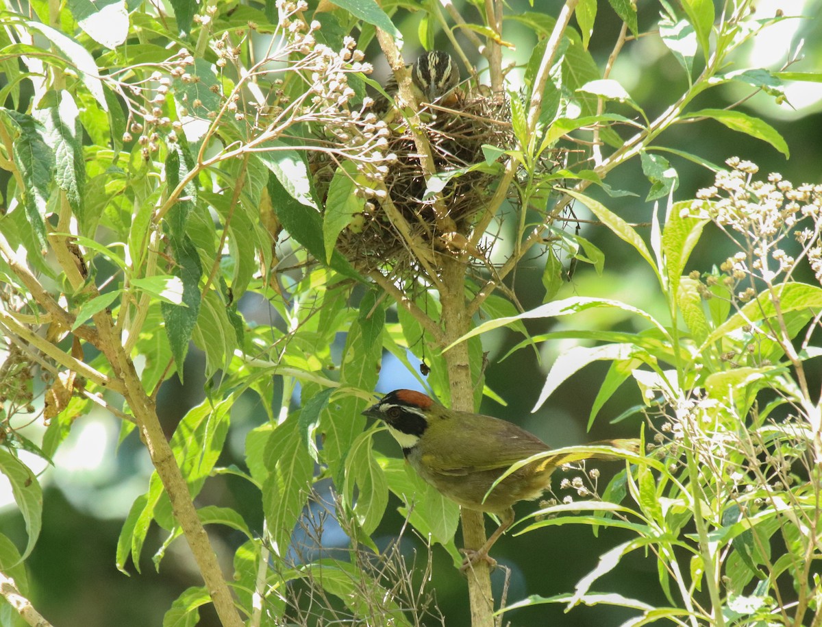 Collared Towhee - Anne Heyerly