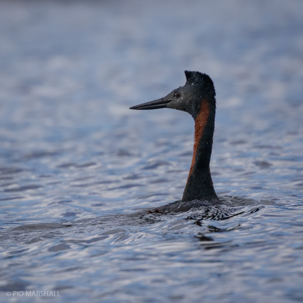 Great Grebe - ML615400611