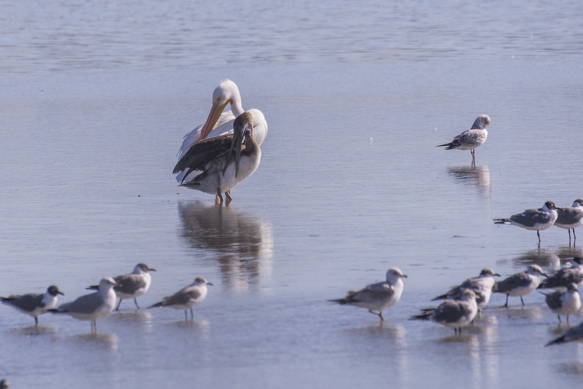 Brown Pelican - ML615400614