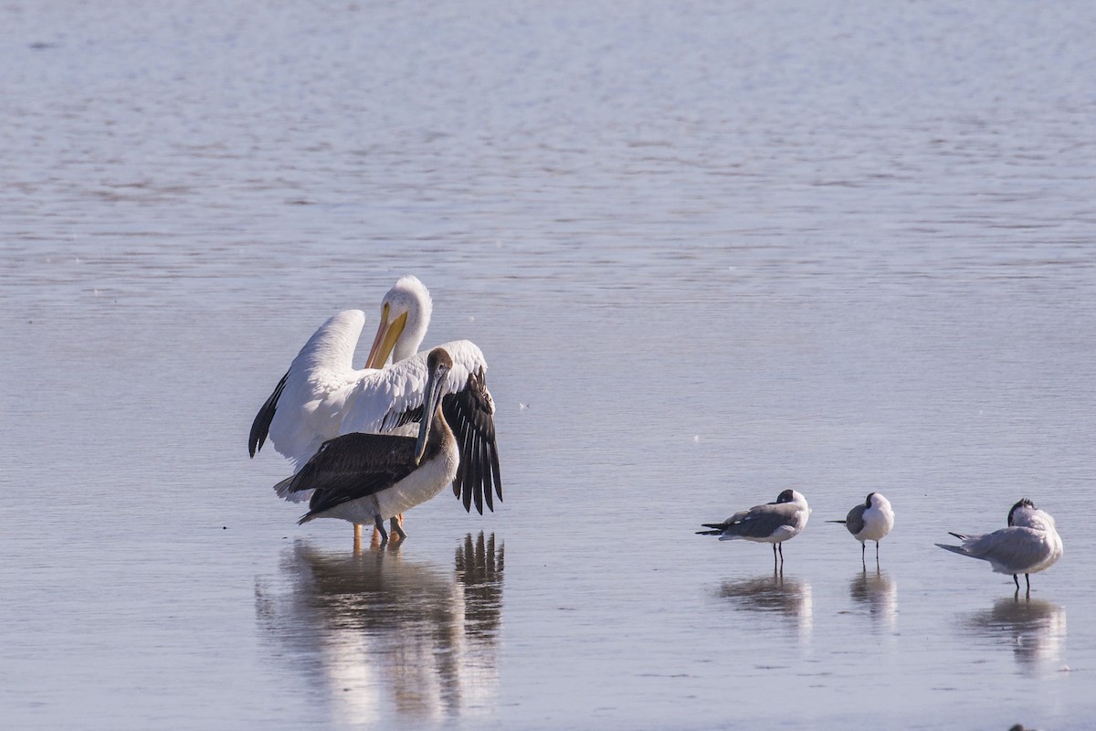 Brown Pelican - ML615400615