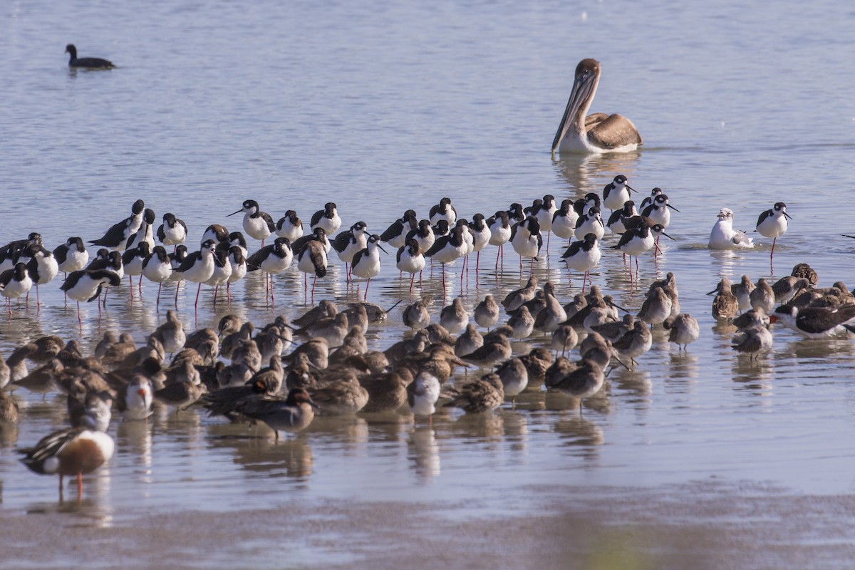 Brown Pelican - ML615400616