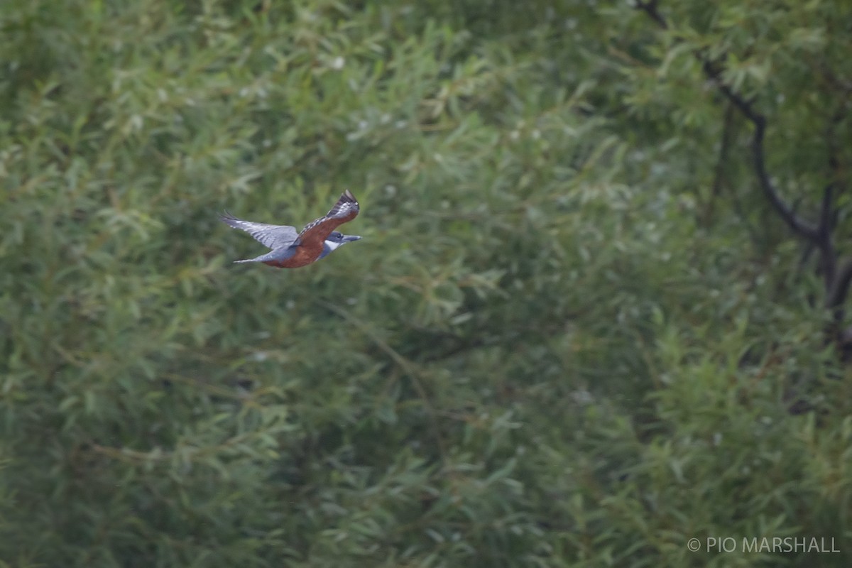 Ringed Kingfisher - ML615400618