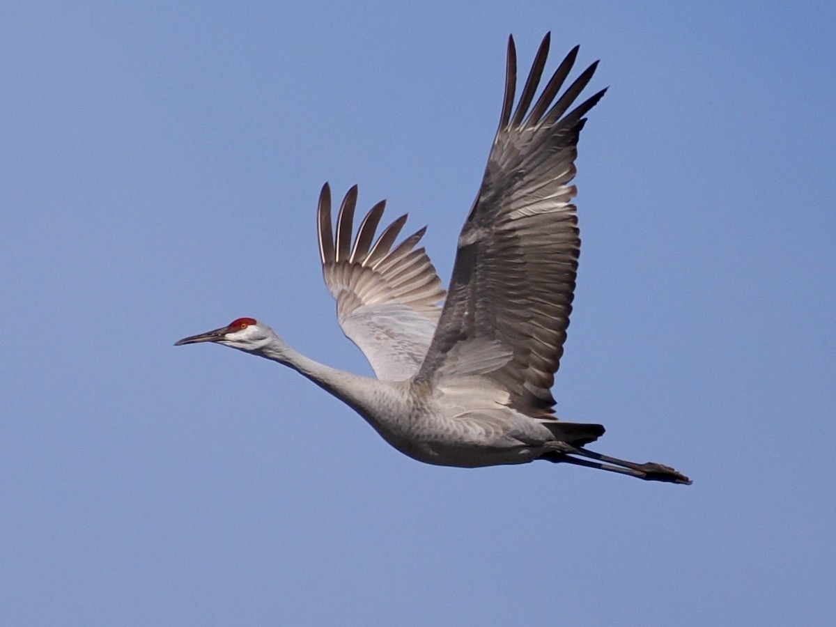 Sandhill Crane - ML615400623