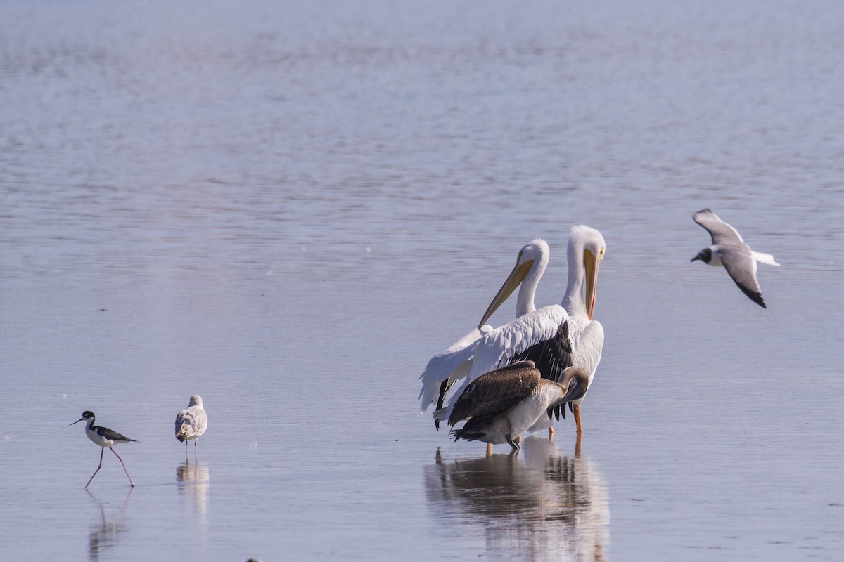 Brown Pelican - ML615400664