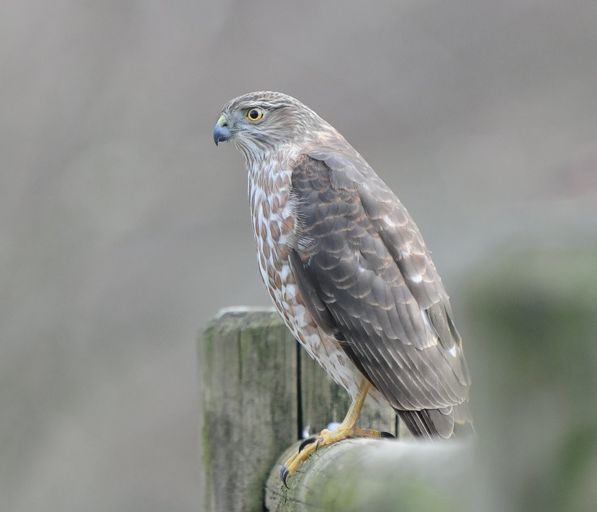 Sharp-shinned Hawk - ML615400671