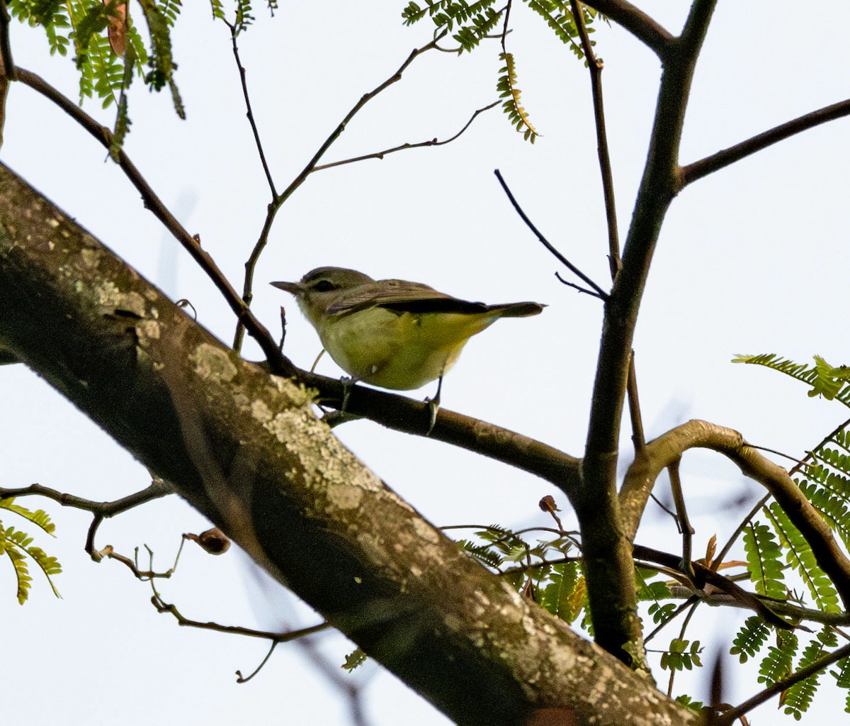 Tennessee Warbler - Rich and Lynne Glassford