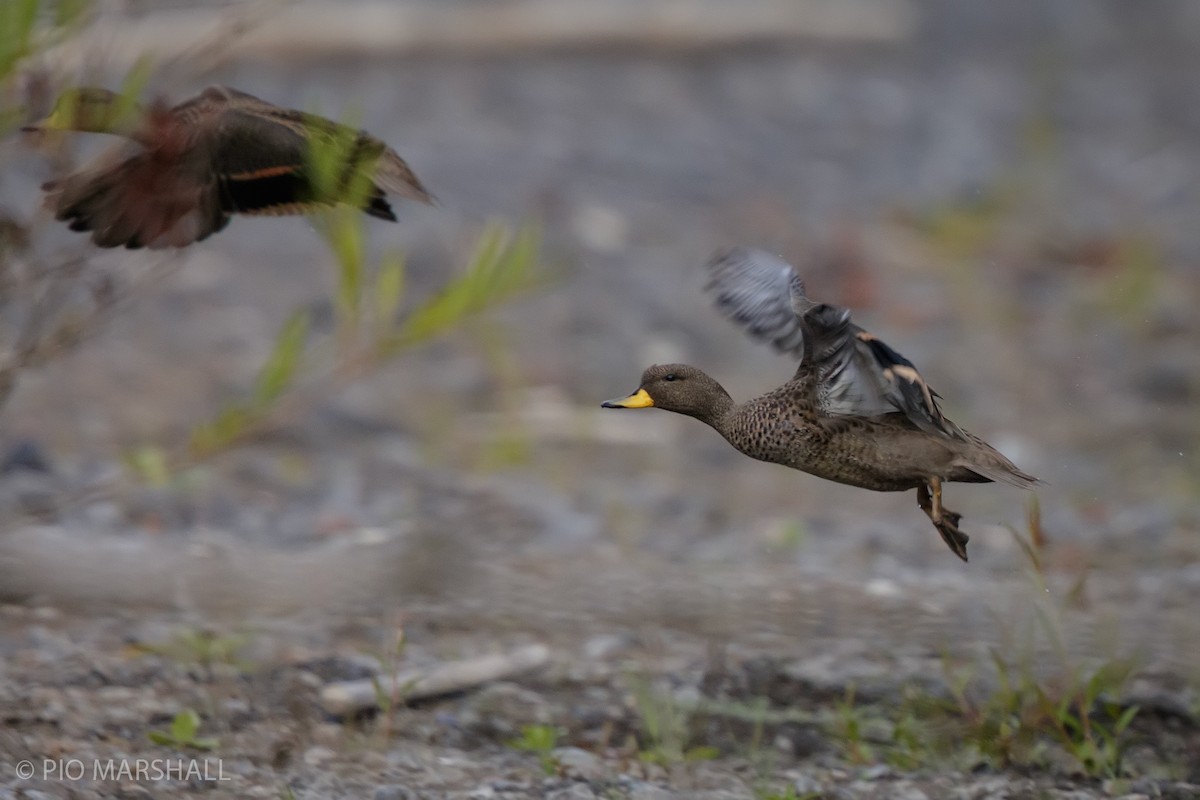 Yellow-billed Teal - ML615400727