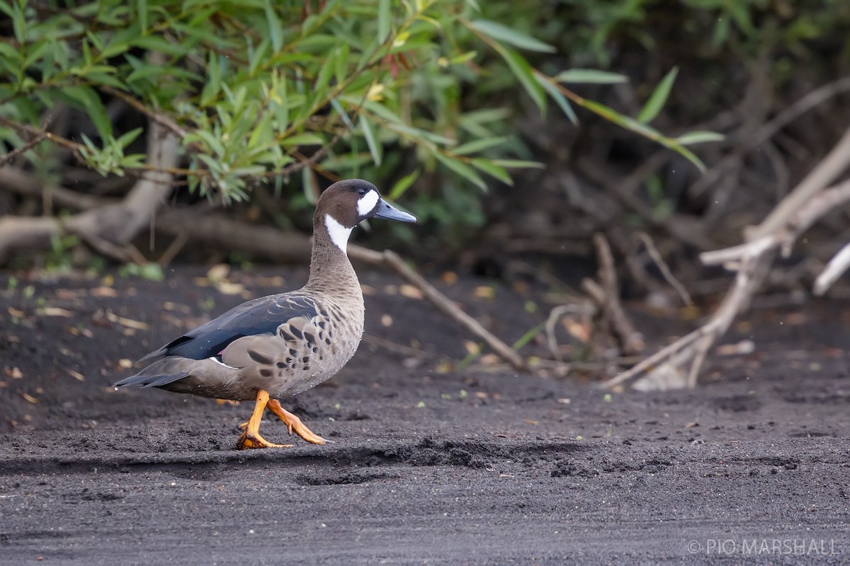 Canard à lunettes - ML615400734