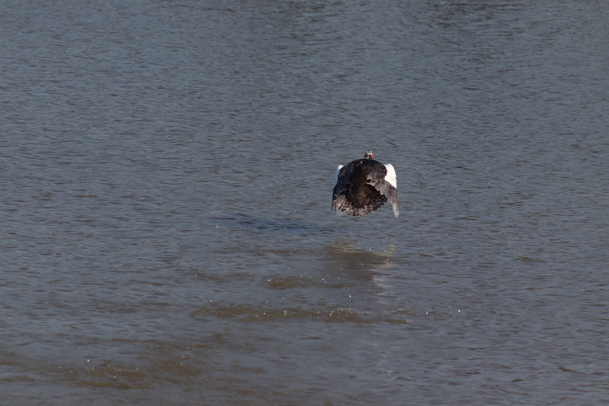 Muscovy Duck (Domestic type) - ML615400744