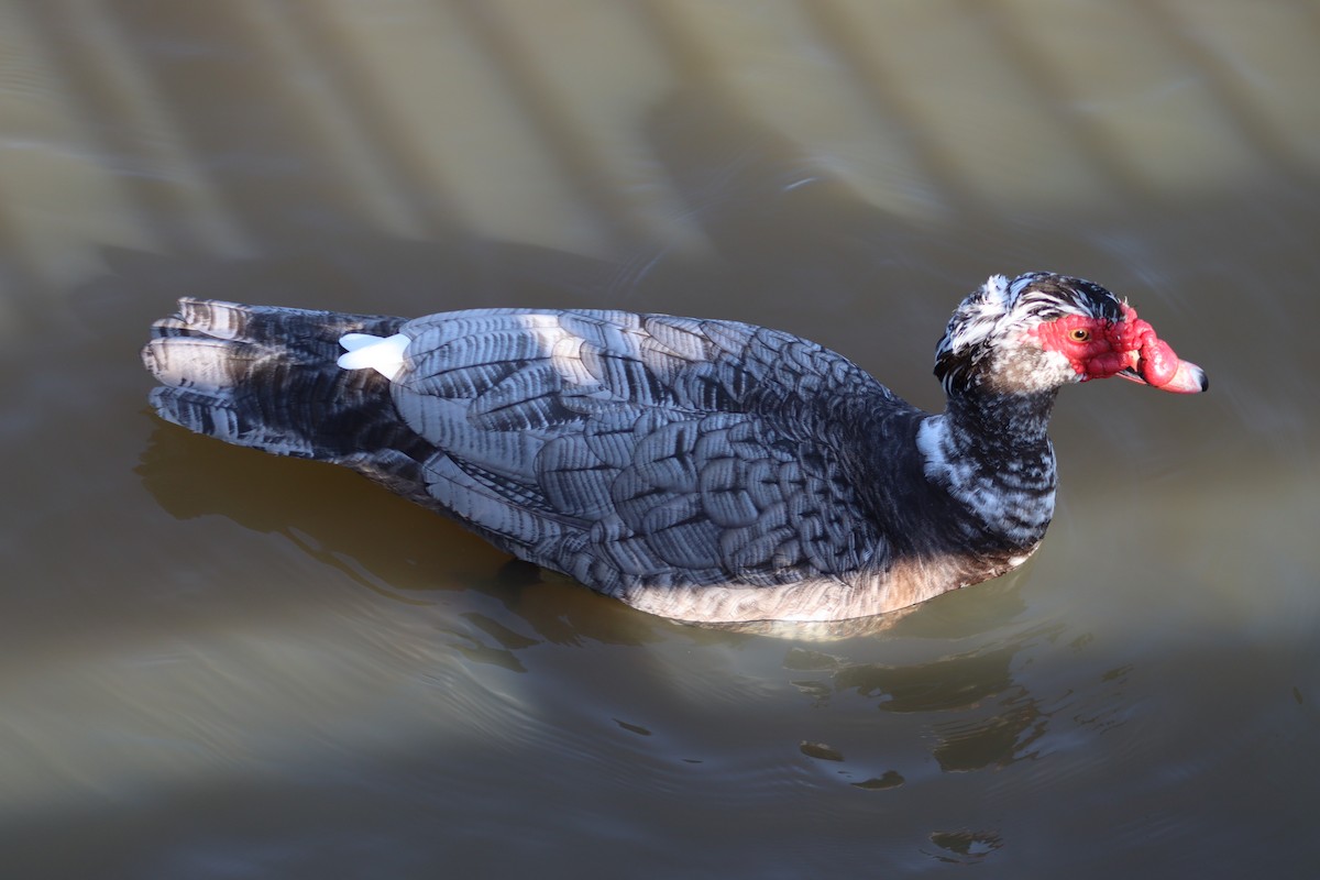 Muscovy Duck (Domestic type) - ML615400749