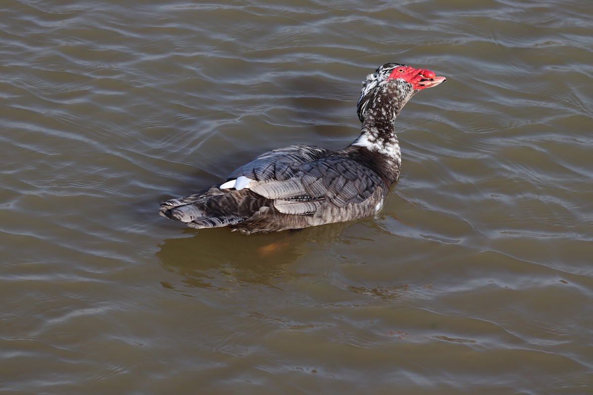 Muscovy Duck (Domestic type) - ML615400750