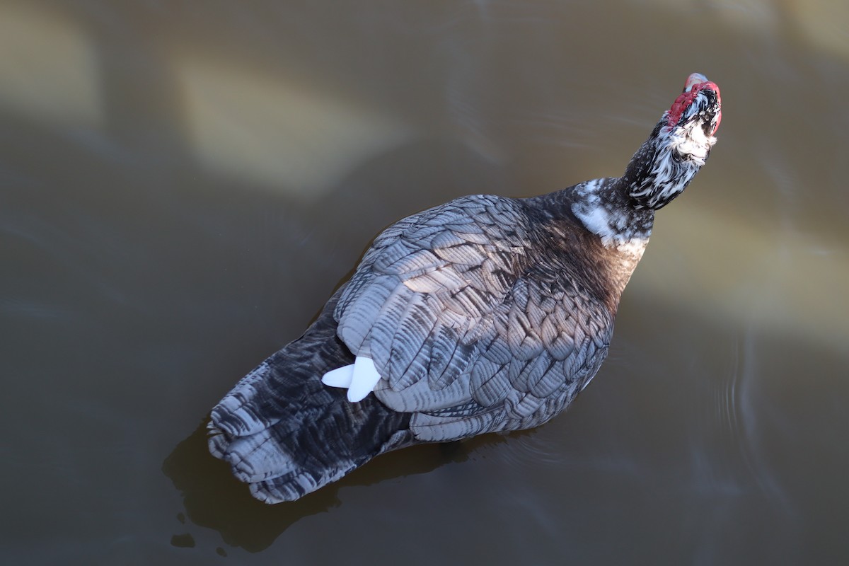 Muscovy Duck (Domestic type) - ML615400752