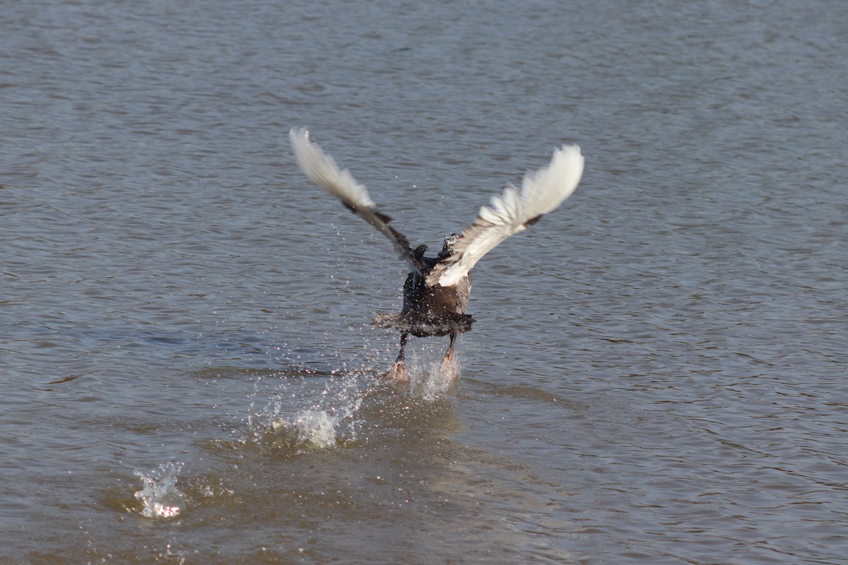 Muscovy Duck (Domestic type) - ML615400753