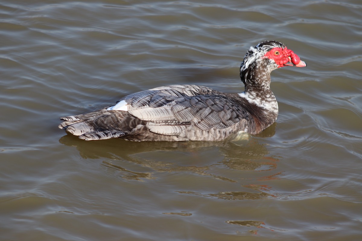 Muscovy Duck (Domestic type) - ML615400756