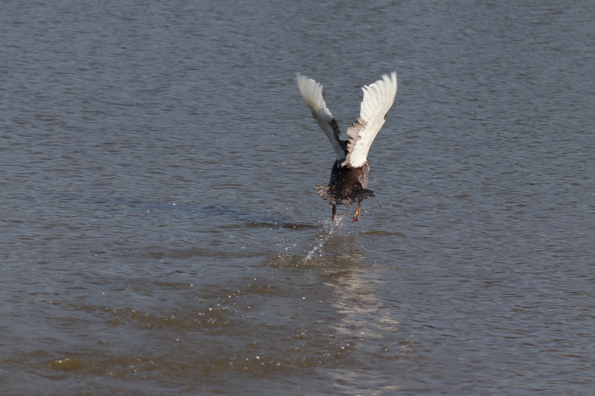 Muscovy Duck (Domestic type) - ML615400758