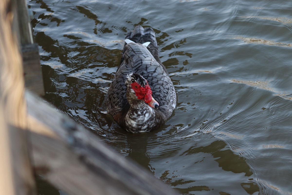 Muscovy Duck (Domestic type) - ML615400759