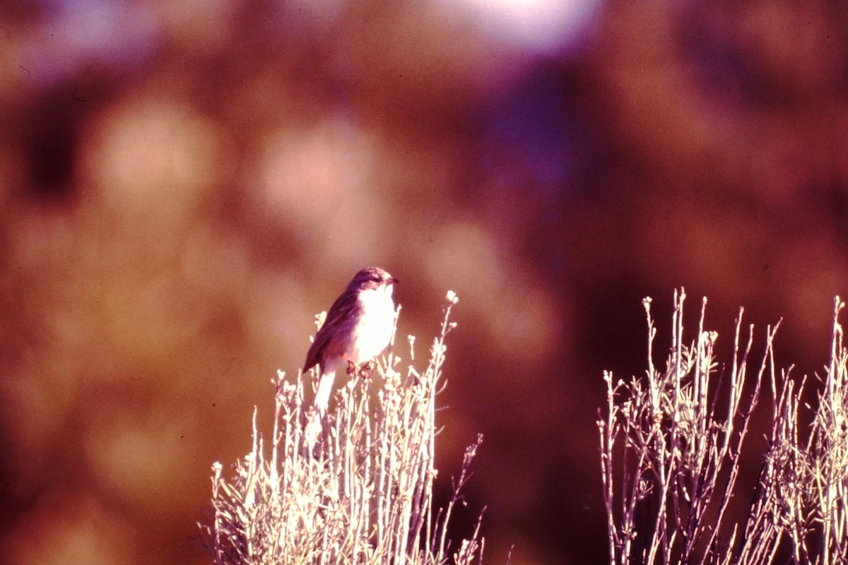 Brewer's Sparrow - Rick Robinson