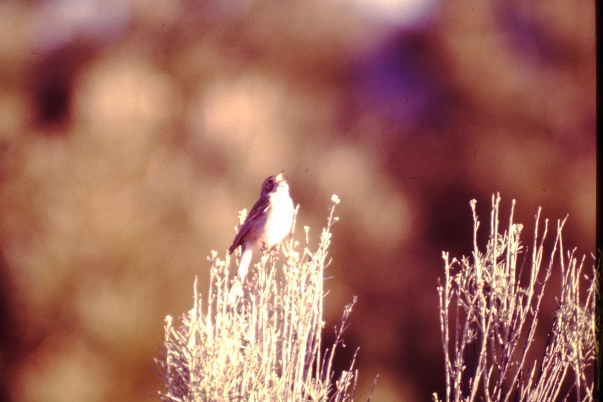 Brewer's Sparrow - ML615400773