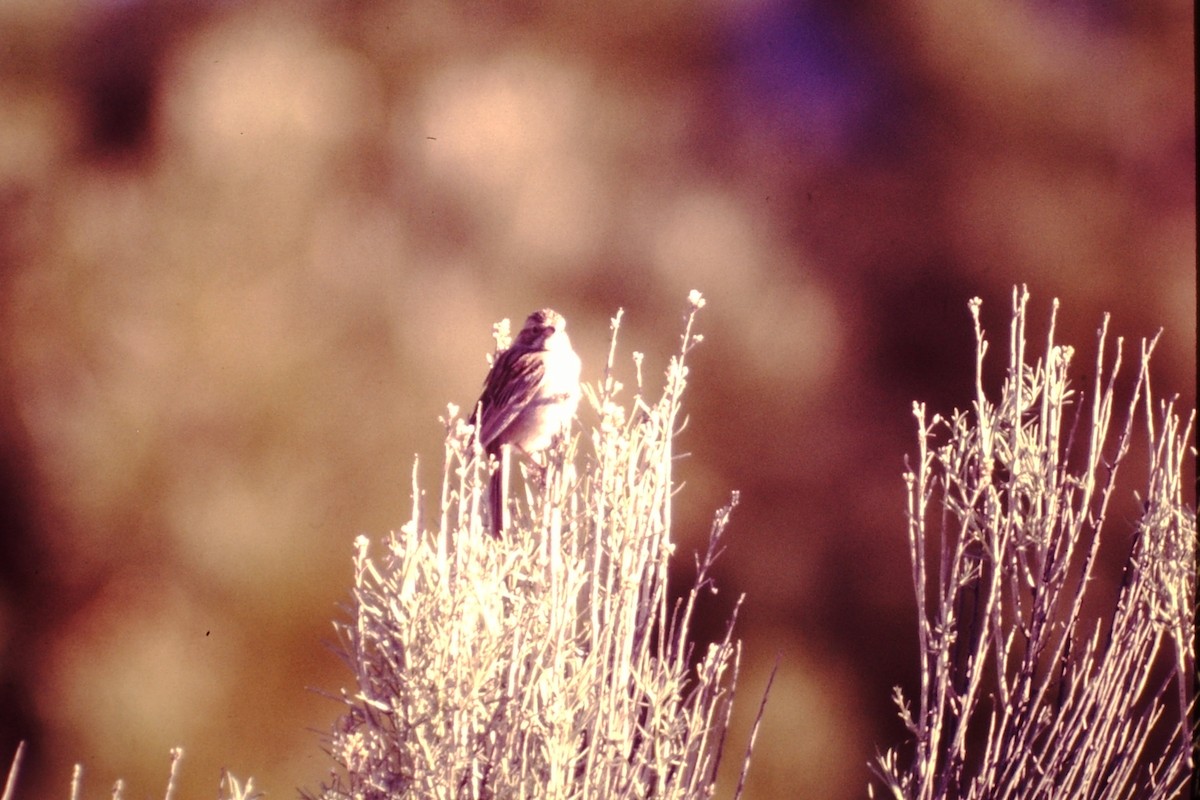 Brewer's Sparrow - ML615400774