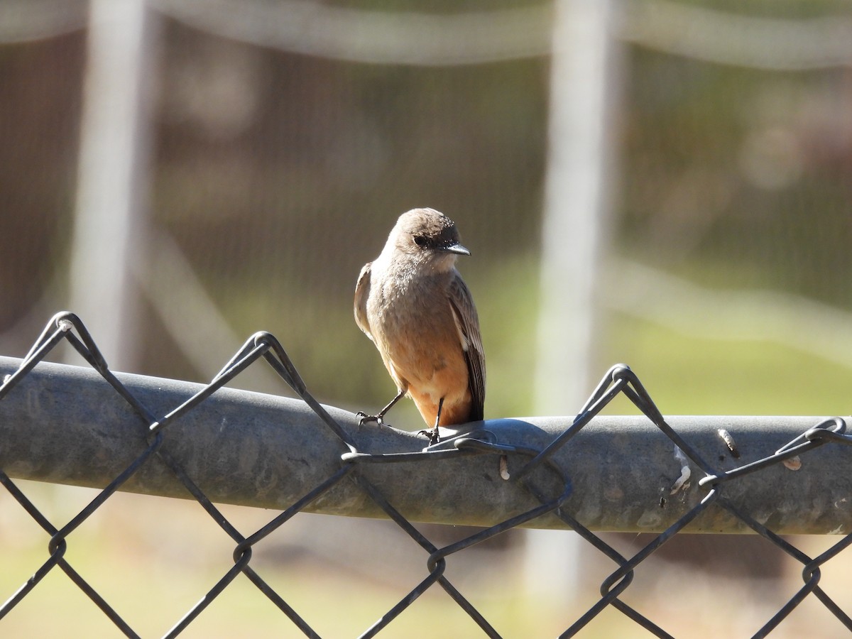 Say's Phoebe - ML615400801