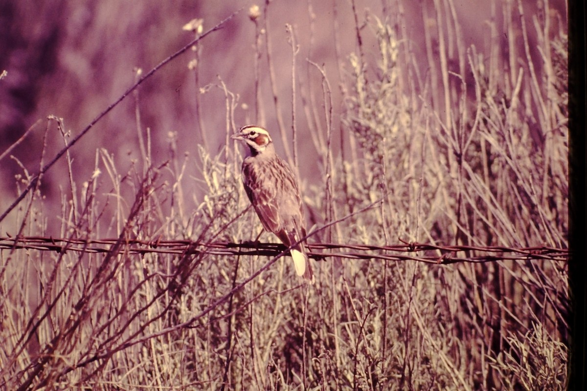 Lark Sparrow - ML615400848