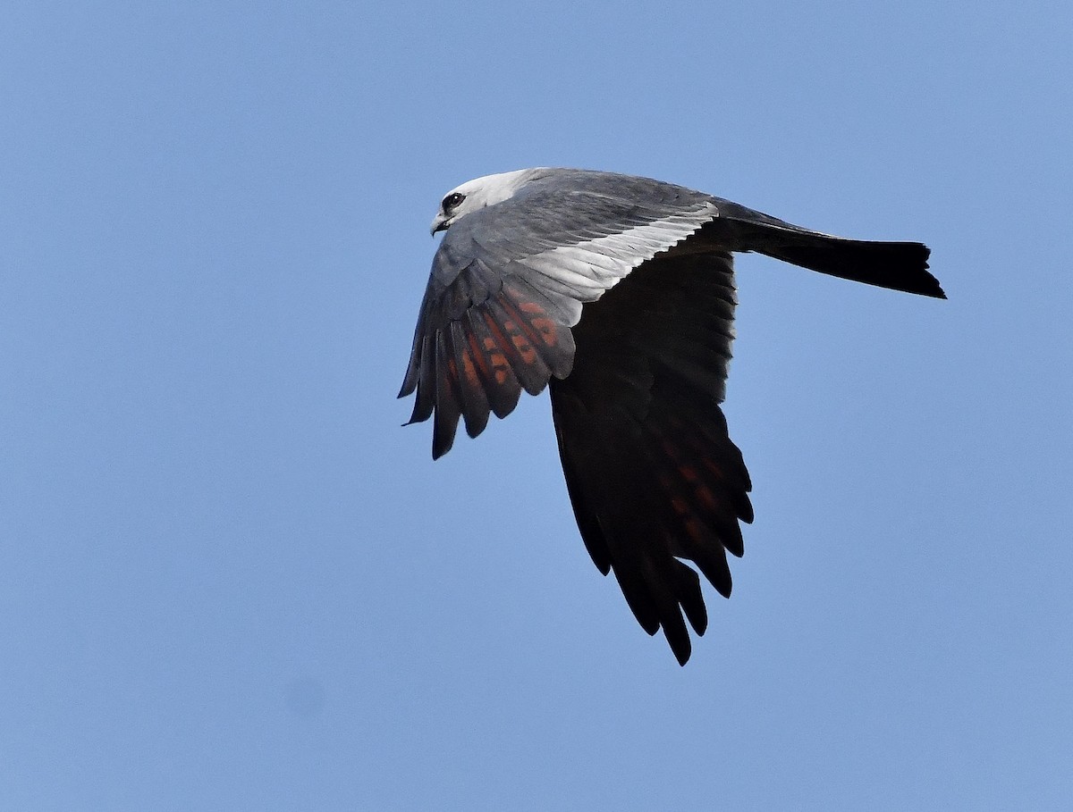 Mississippi Kite - ML615400850