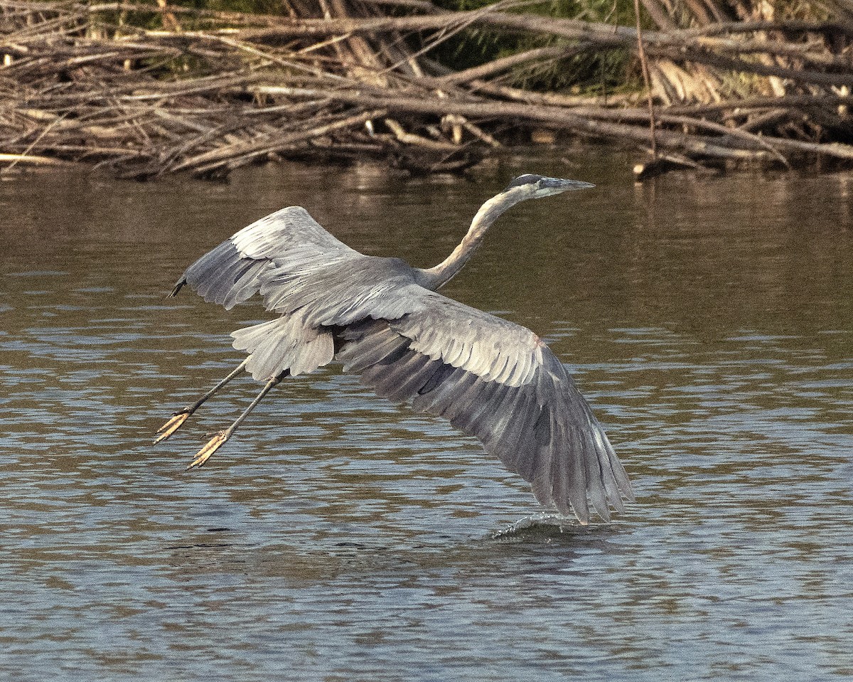 Great Blue Heron - ML615400863
