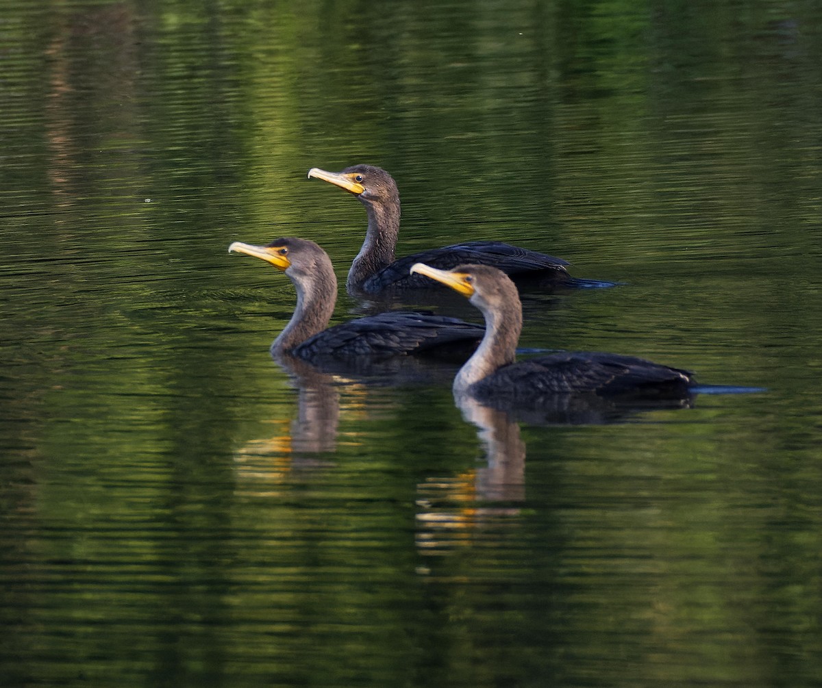 Double-crested Cormorant - Leslie Holzmann