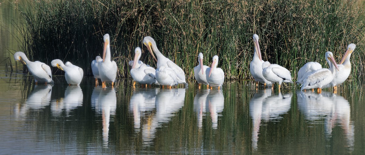 American White Pelican - Leslie Holzmann