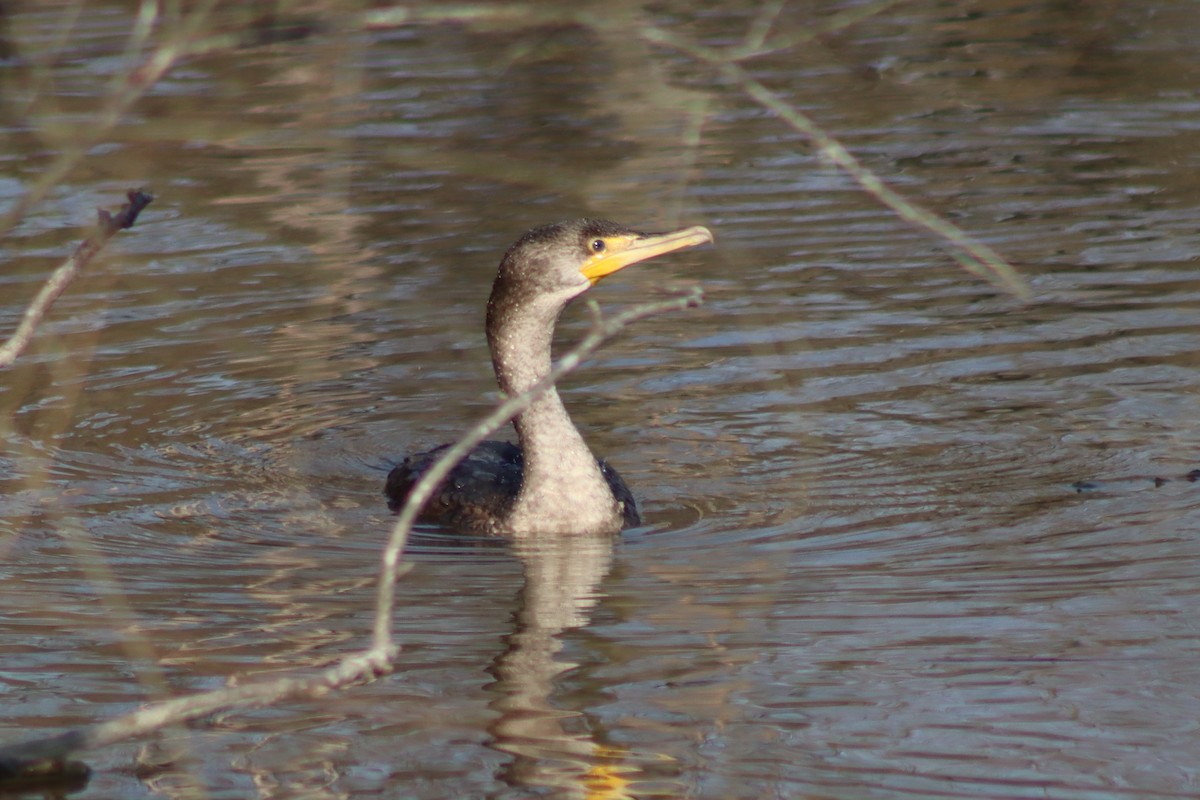 Double-crested Cormorant - ML615400893