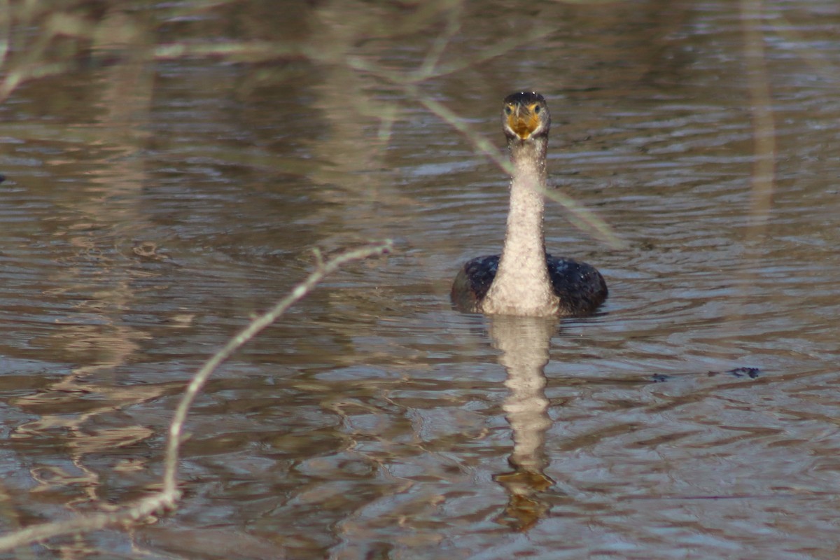 Double-crested Cormorant - ML615400894