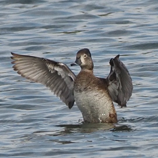 Ring-necked Duck - ML615400918
