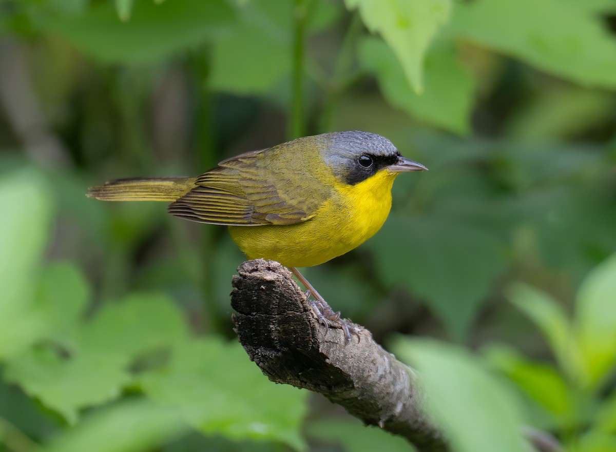 Southern Yellowthroat - ML615400921