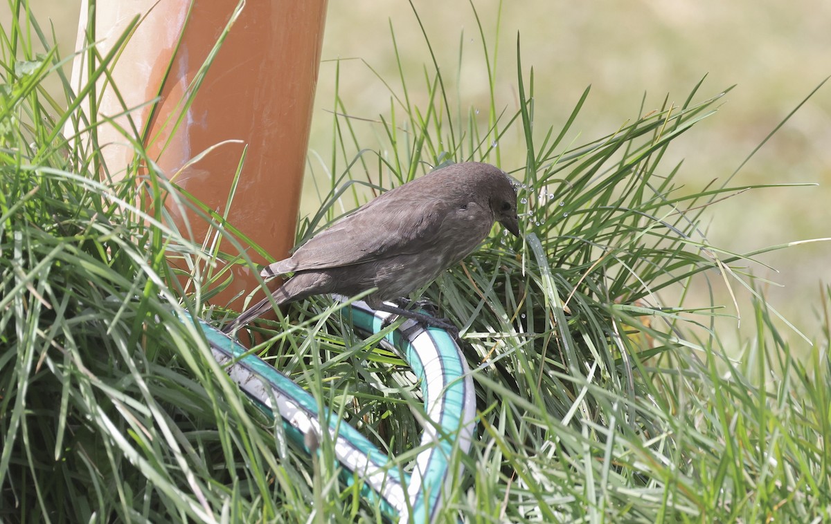 Shiny Cowbird - Anne Bielamowicz