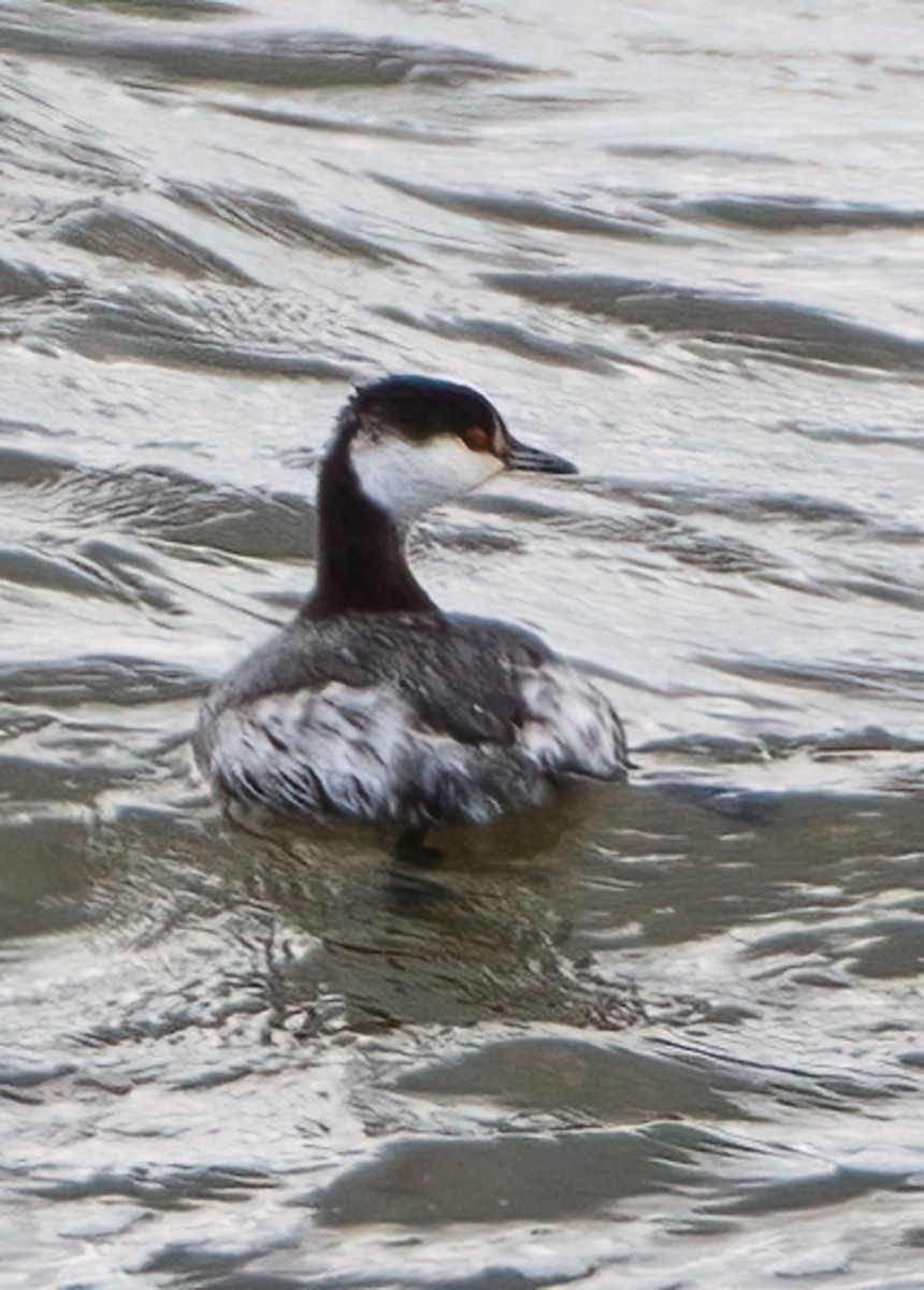 Horned Grebe - ML615400935