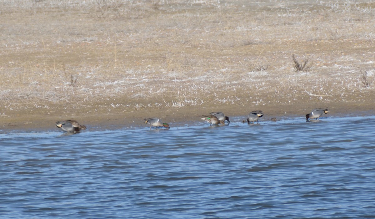 Green-winged Teal (American) - ML615400947