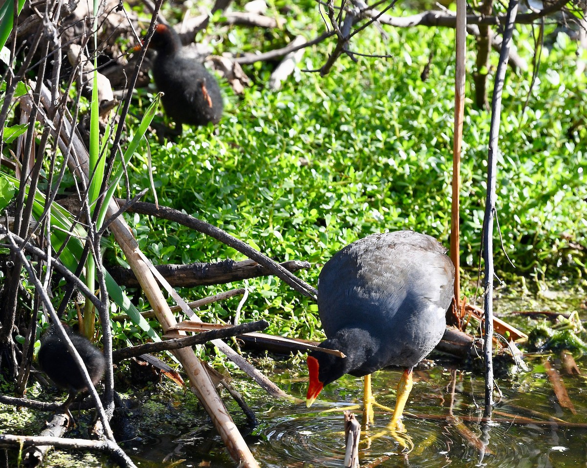 Gallinule d'Amérique - ML615400950