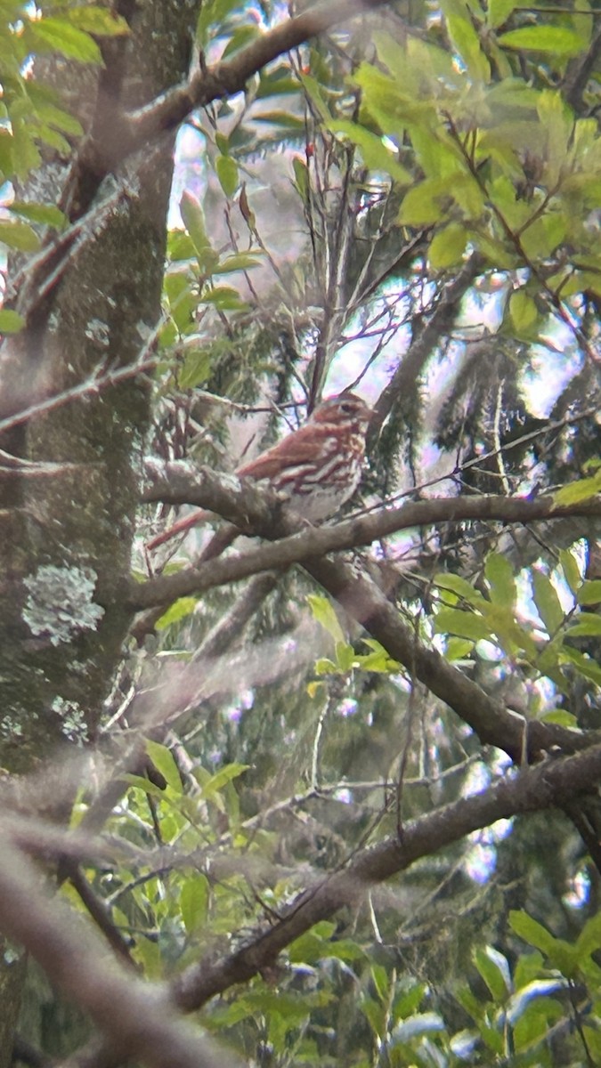 Fox Sparrow - ML615400974