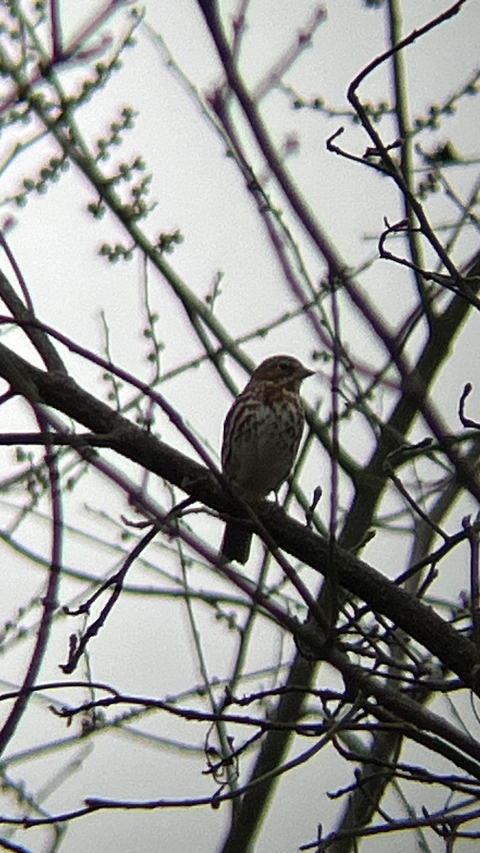 Fox Sparrow - ML615400976