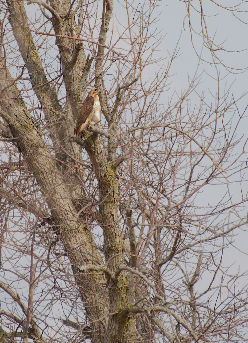 Red-tailed Hawk - ML615400983