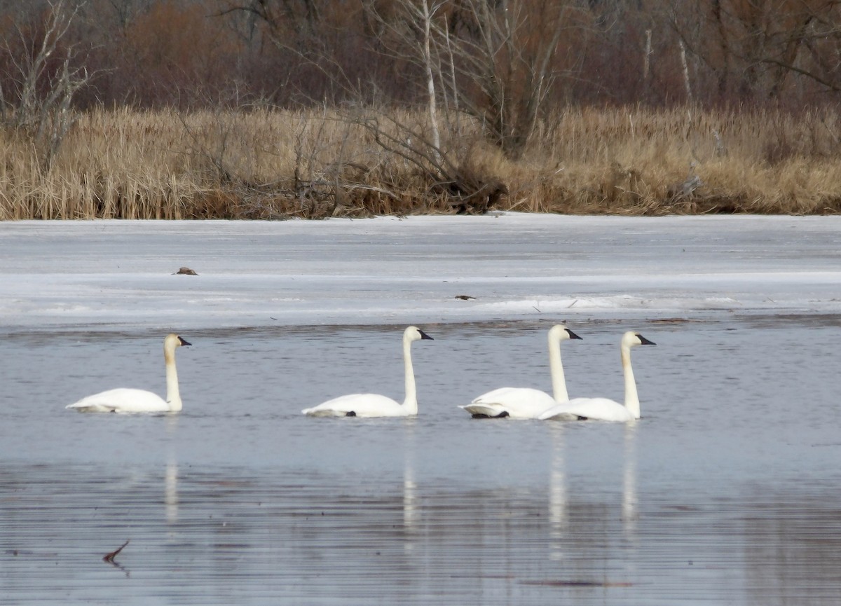 Trumpeter Swan - karen pinckard