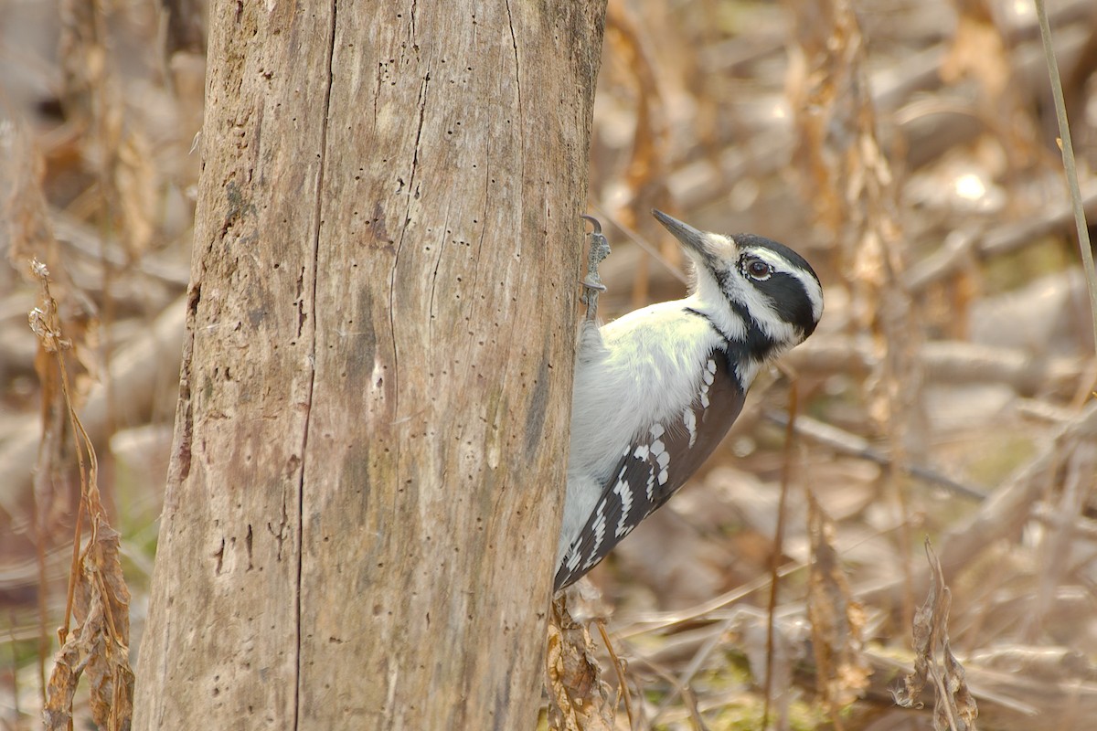 Hairy Woodpecker - ML615400990