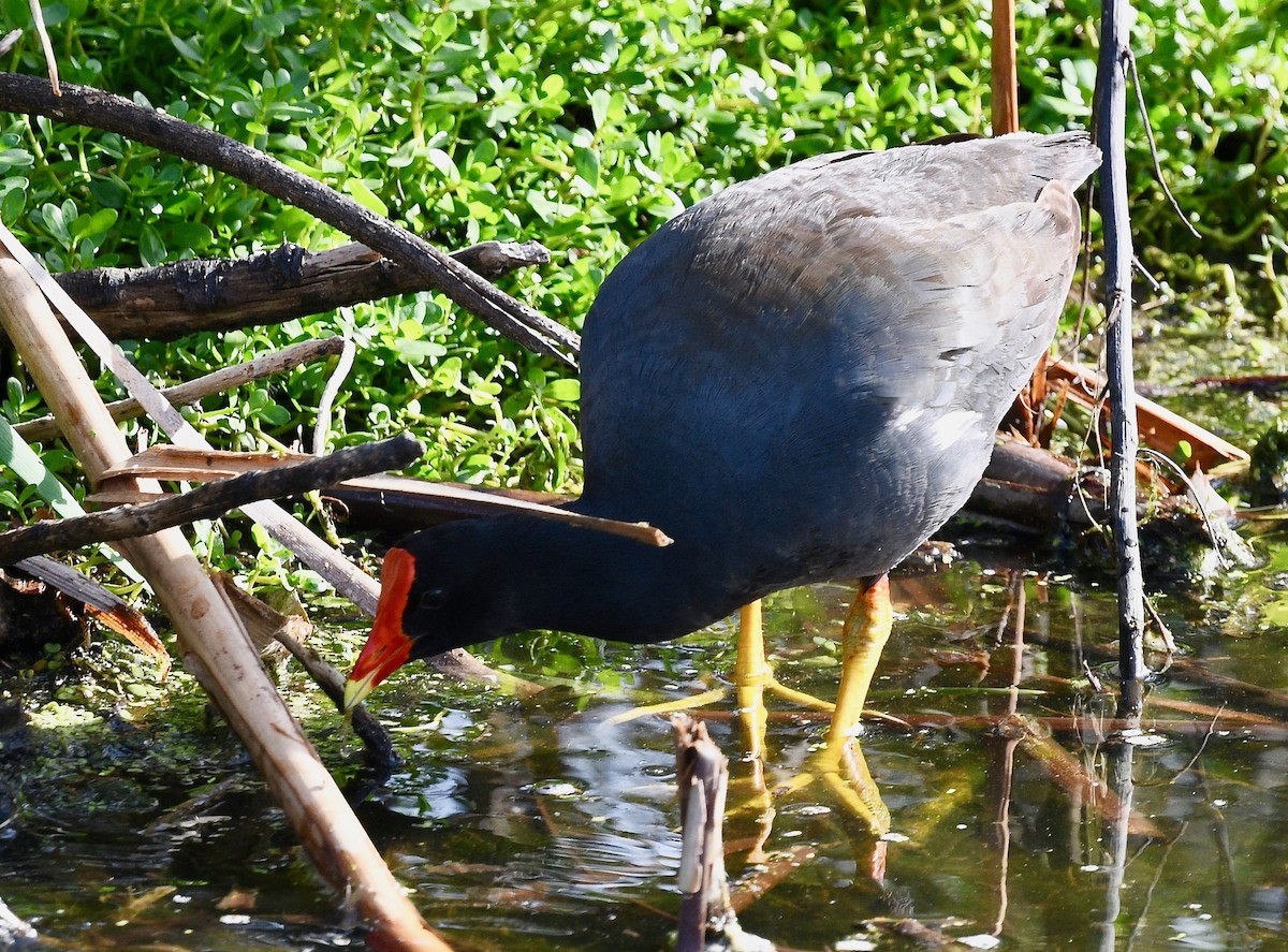 Common Gallinule - Win Ahrens