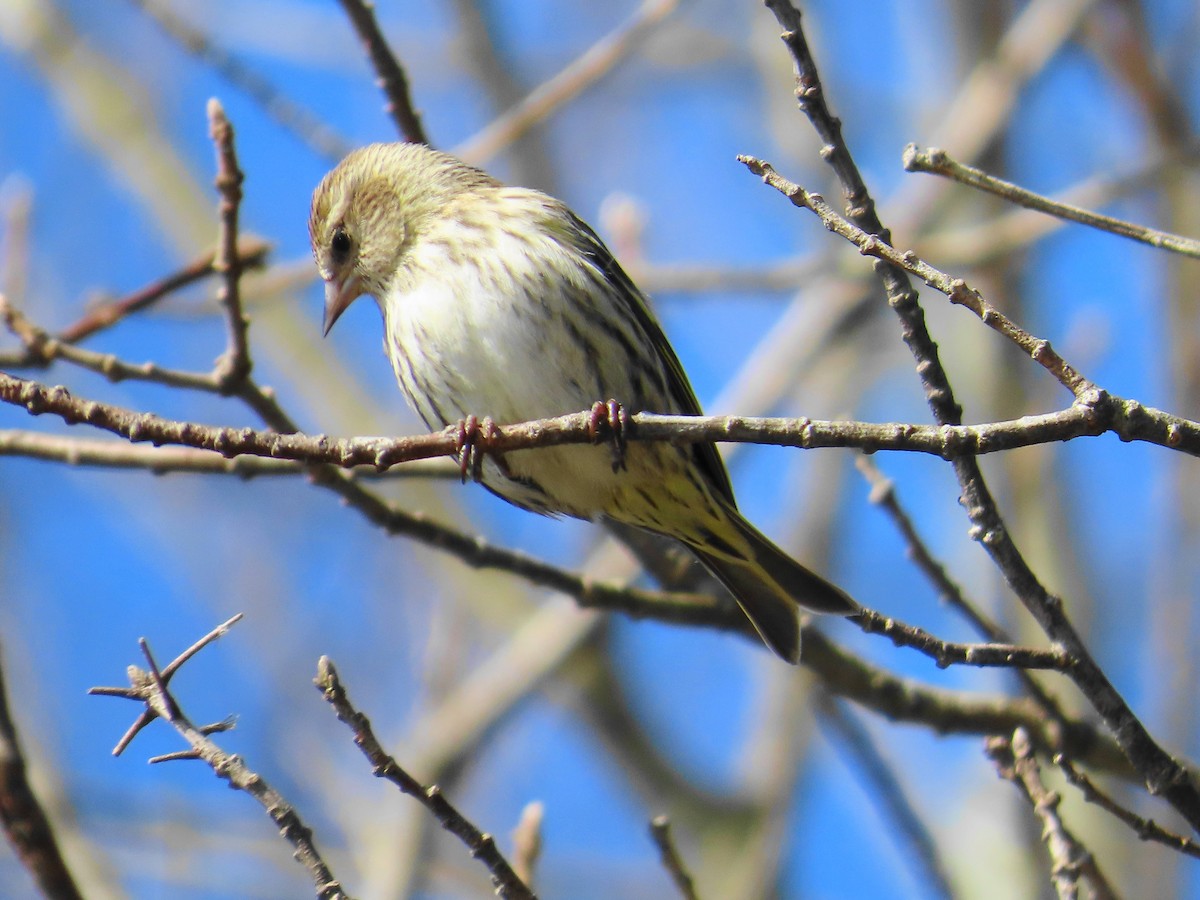 Pine Siskin - ML615401027