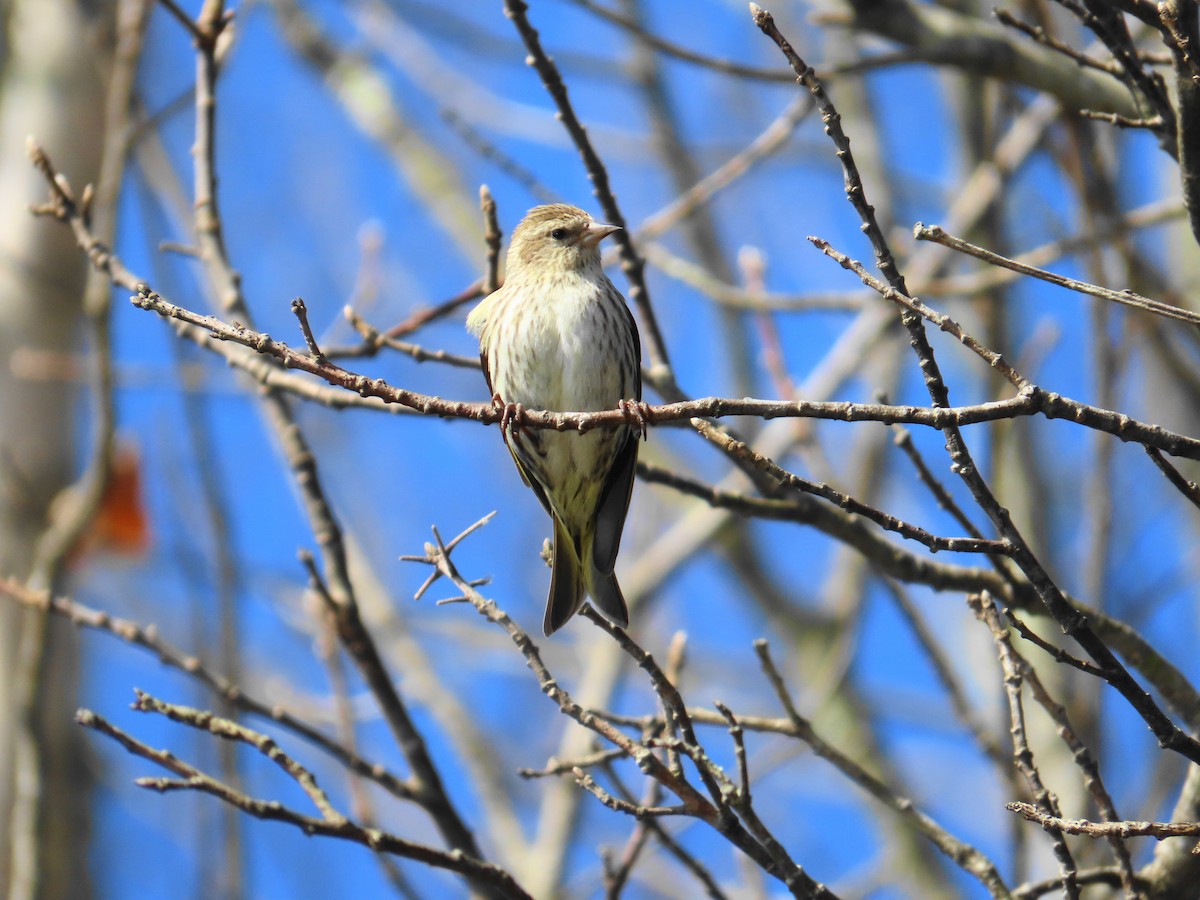 Pine Siskin - Ernie LeBlanc