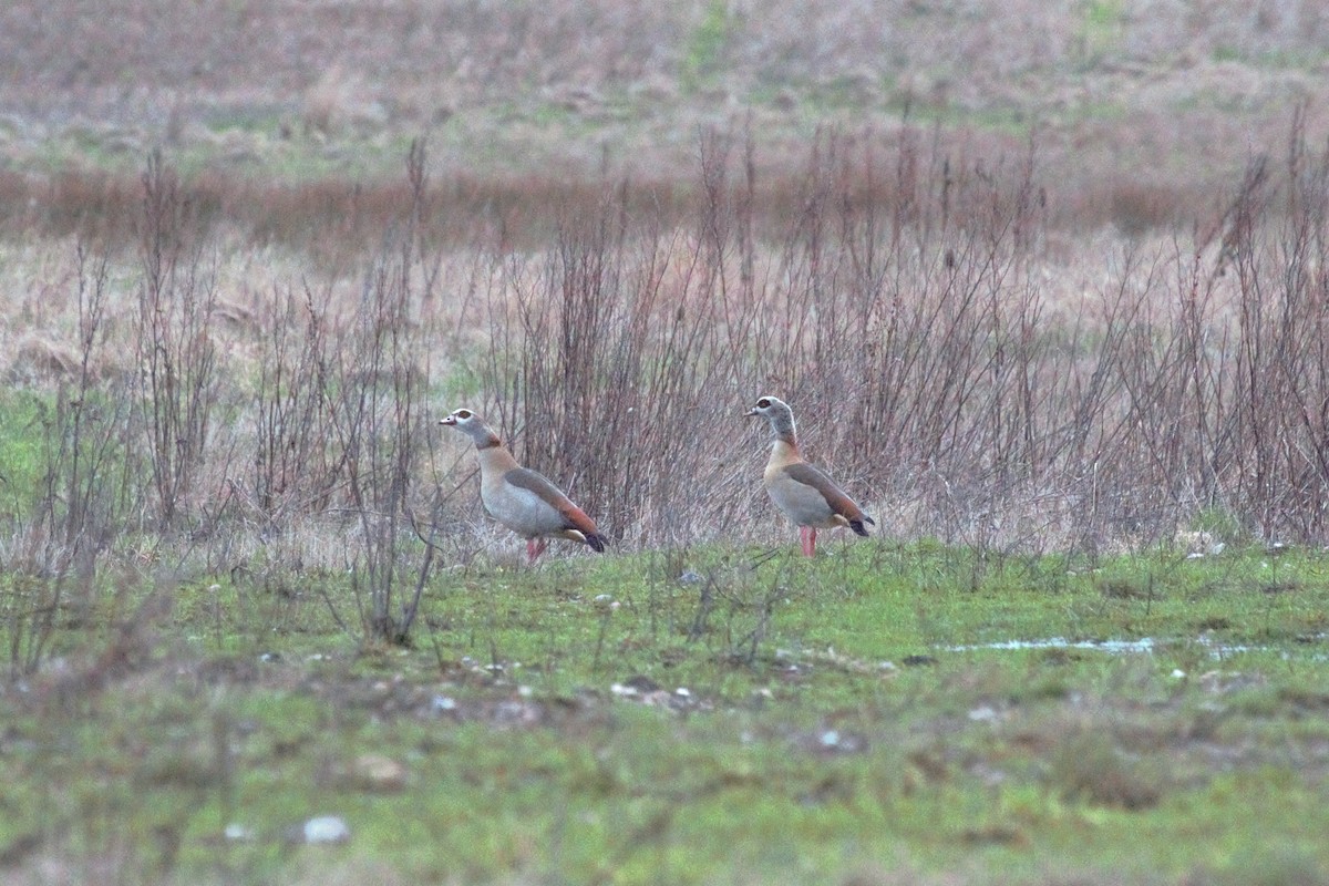 Egyptian Goose - ML615401029