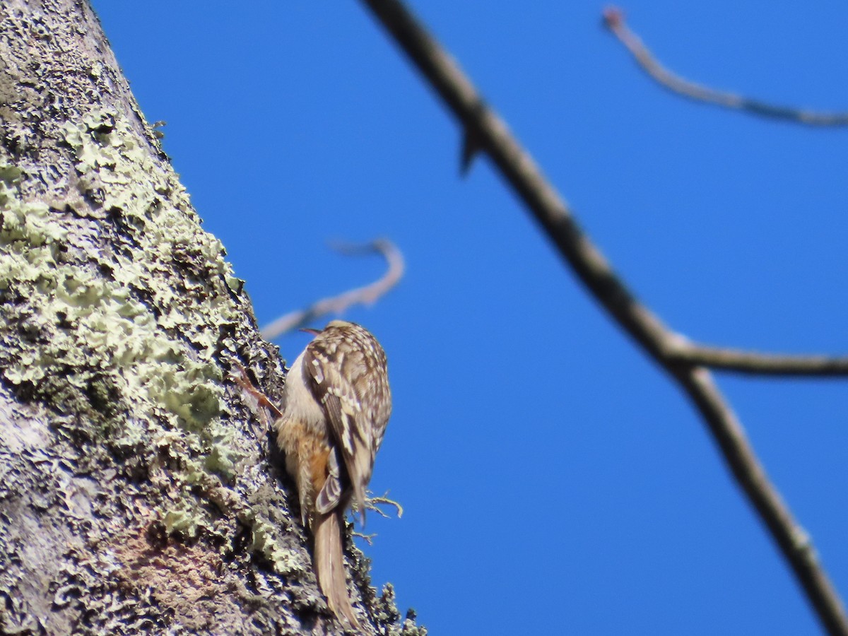 Brown Creeper - Ernie LeBlanc