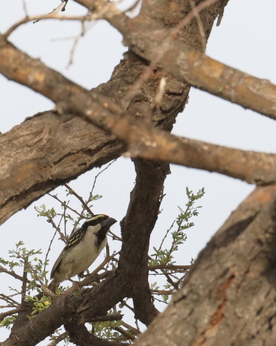 Pied Barbet - ML615401081