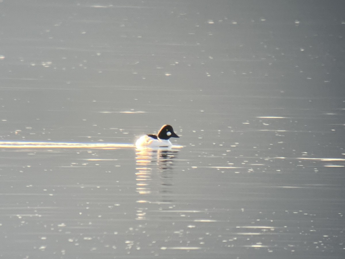 Common Goldeneye - ML615401086